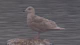 Iceland Gull