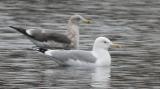 Caspian Gull