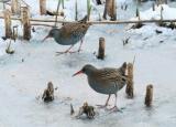 Water Rail