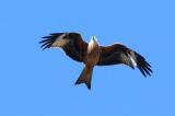 Red Kite