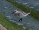 Sanderling