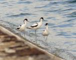 Pied Avocet