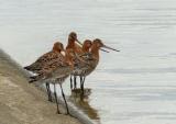 Black-tailed Godwit