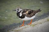 Ruddy Turnstone