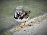 Ruddy Turnstone