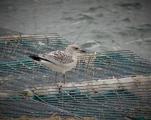 Mediterranean Gull