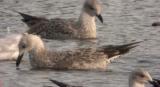 Caspian Gull