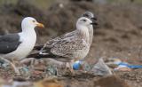 Caspian Gull