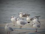 Mediterranean Gull