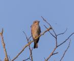 Spotted Flycatcher