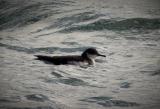 Manx Shearwater