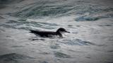 Manx Shearwater