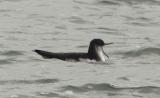 Manx Shearwater