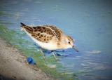 Little Stint