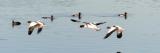 Shelduck