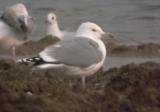 Caspian Gull