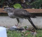 Sparrowhawk