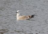 Caspian Gull