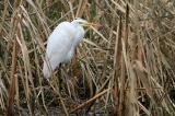 Great Egret