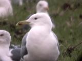 Caspian Gull