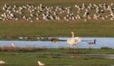 Whooper Swan