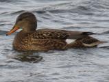 Gadwall
