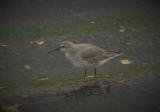 Red Knot