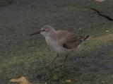 Red Knot