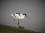Pied Avocet