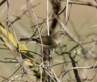 Chiffchaff