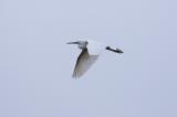 Little Egret