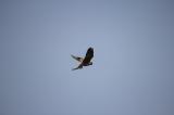 Kestrel