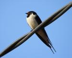 Barn Swallow