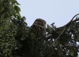 Little Owl