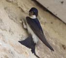 House Martin
