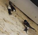 House Martin