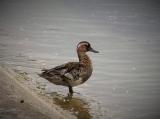Garganey