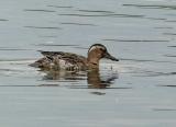 Garganey