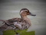 Garganey
