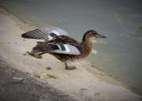 Garganey