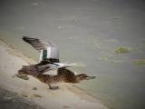 Garganey