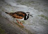 Ruddy Turnstone
