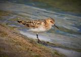 Little Stint