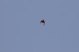 Crossbill