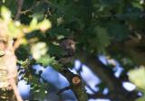 Spotted Flycatcher