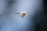 Little Egret