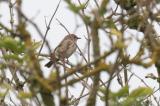 Spotted Flycatcher
