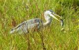 Grey Heron