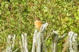 Stonechat