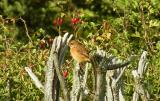 Stonechat